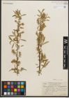Foto von Salix petiolaris Sm.